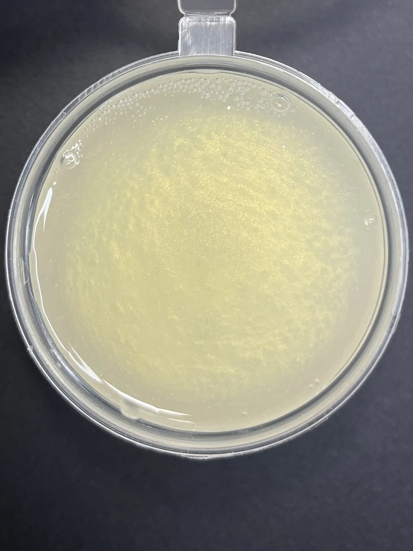 afternoon tea gel melt