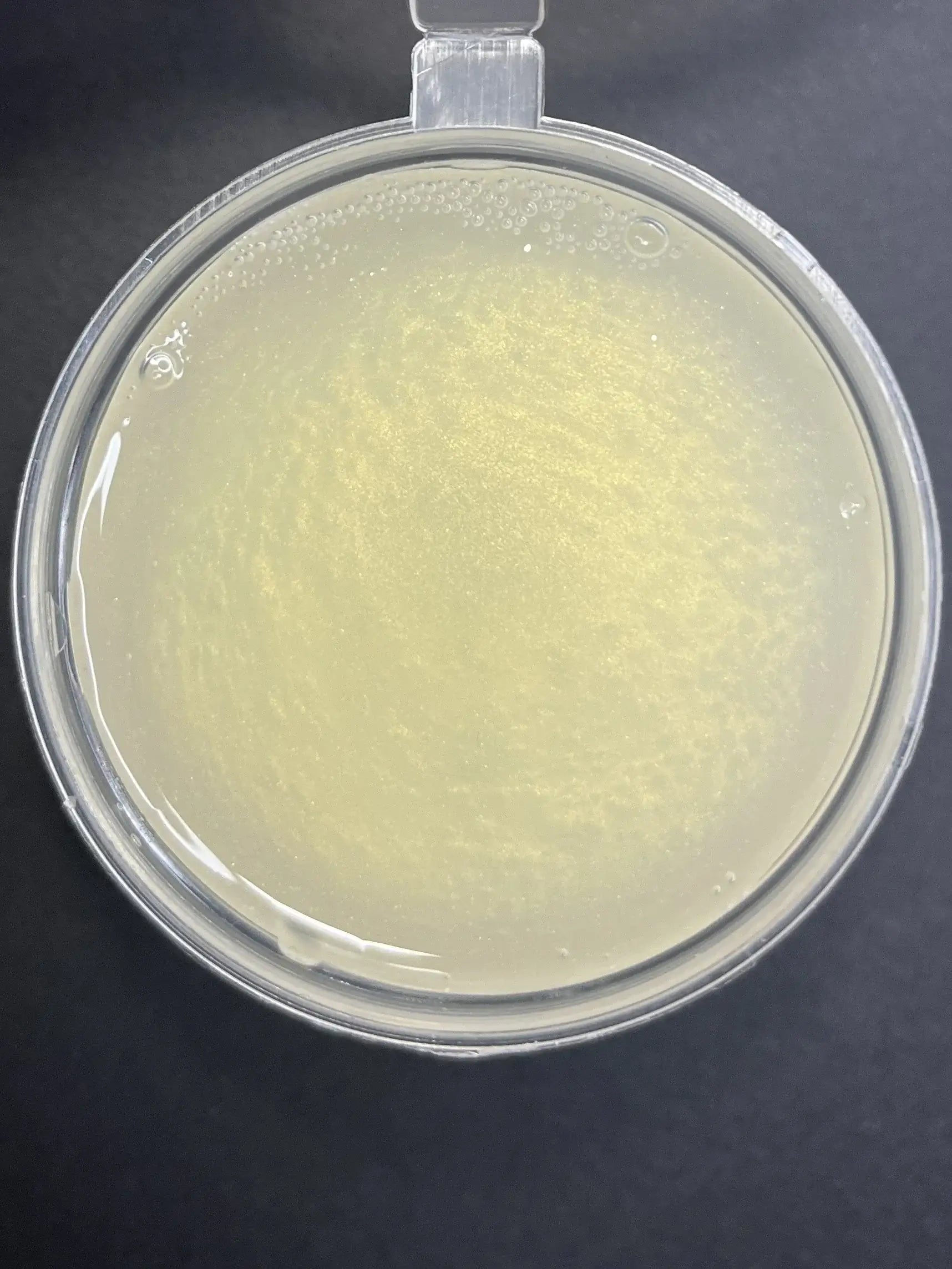 afternoon tea gel melt 